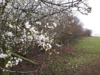 First blossom.jpg