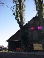 697343-TreesAfter.jpg