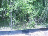 655961-Woods.jpg
