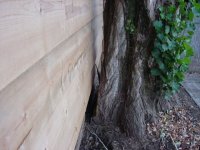 697348-NorthTree.jpg