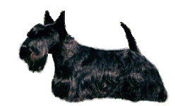 813197-Scottie.gif