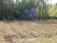 855899-Cornpatch.jpg