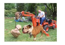 697703-Bulldog and bone teaser resized.jpg