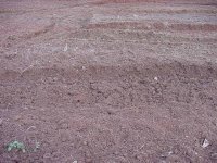 814364-garden2.JPG