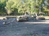 737692-Treepartbucked1.jpg