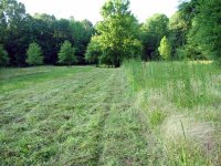 657188-weeds.jpg
