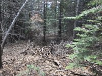Trail before.jpeg Trail before.jpeg