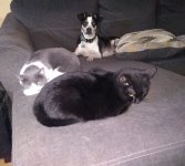 cats riley sofa.jpg