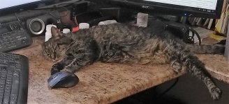 Cat Desk.jpg
