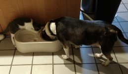 Riley Clara dish.jpg