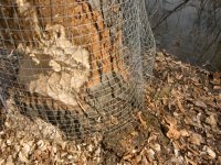 beaver_mesh.jpg