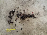 acorns in exhaust.jpg