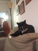 momcat.jpeg