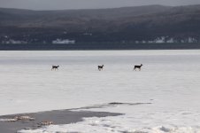 Deer crossing the ice (2).jpg