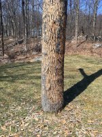 Tree Disease-Apr19.JPG