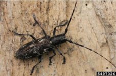 whitespotted2.jpg