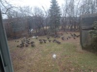 turkey n deer 2 8 19.jpg