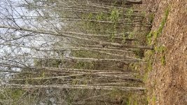 Saplings.jpg