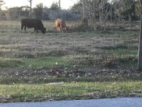 IMG_1005.jpg