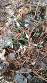 20190212_121343.jpeg