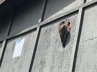 IMG_4625.jpg