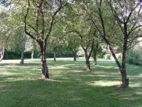 776714-lawn_aug_2004-003.jpg