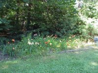 698897-LillyGarden3.jpg