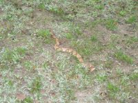 857675-snake.jpg