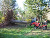 870208-Fallen Spruce 010.jpg