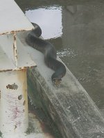 857785-KatrinaSnake1.jpg