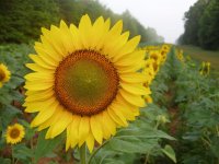 699723-Sunflowers 023 (Medium).jpg