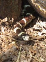 858982-KING SNAKE.JPG