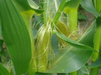 cornjune271.JPG