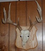 859719-BuckpicTBN.jpg