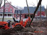 859737-stump and tree.jpg