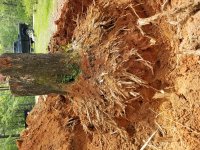 Stump 2019 (3).jpg Stump 2019 (3).jpg