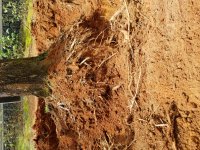 Stump 2019 (2).jpg Stump 2019 (2).jpg