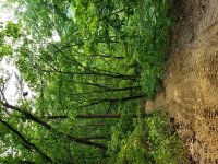 20190615_175324.jpeg