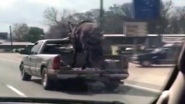 truckhorse.jpg