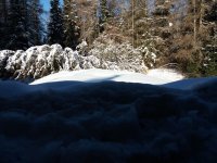 downed tree a.jpg