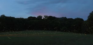1-Farm Fireflies 7-8-19.jpg 1-Farm Fireflies 7-8-19.jpg