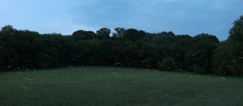 2-Farm Fireflies 7-8-19 1.jpg 2-Farm Fireflies 7-8-19 1.jpg