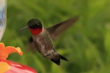 Hummingbird at the feeder.jpg