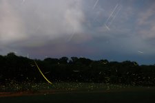 1-Farm Fireflies 7-9-19.jpg