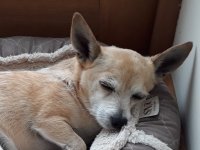 Very sleepy Max.jpg