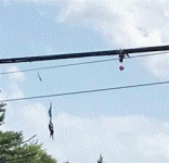 birdhooked.GIF