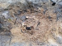 05 23 19 oak stump with drill holes small.jpg 05 23 19 oak stump with drill holes small.jpg