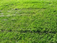 IMG_0006.resized.JPG