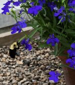 Bee.jpg