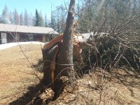 TREE 001.jpg